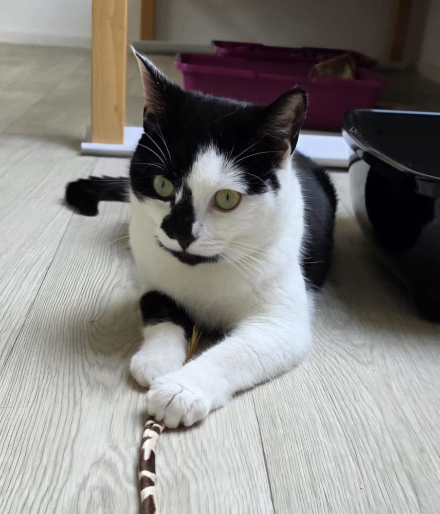 Sprinkles and Bubbles — Domestic Cat