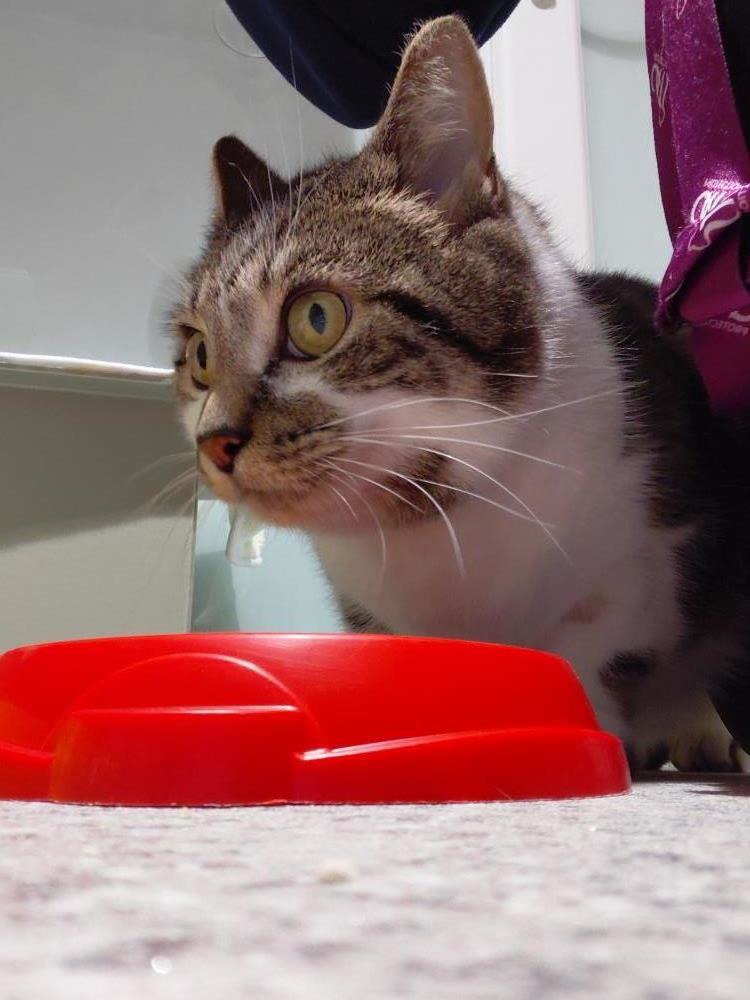 Chappie — Domestic Cat