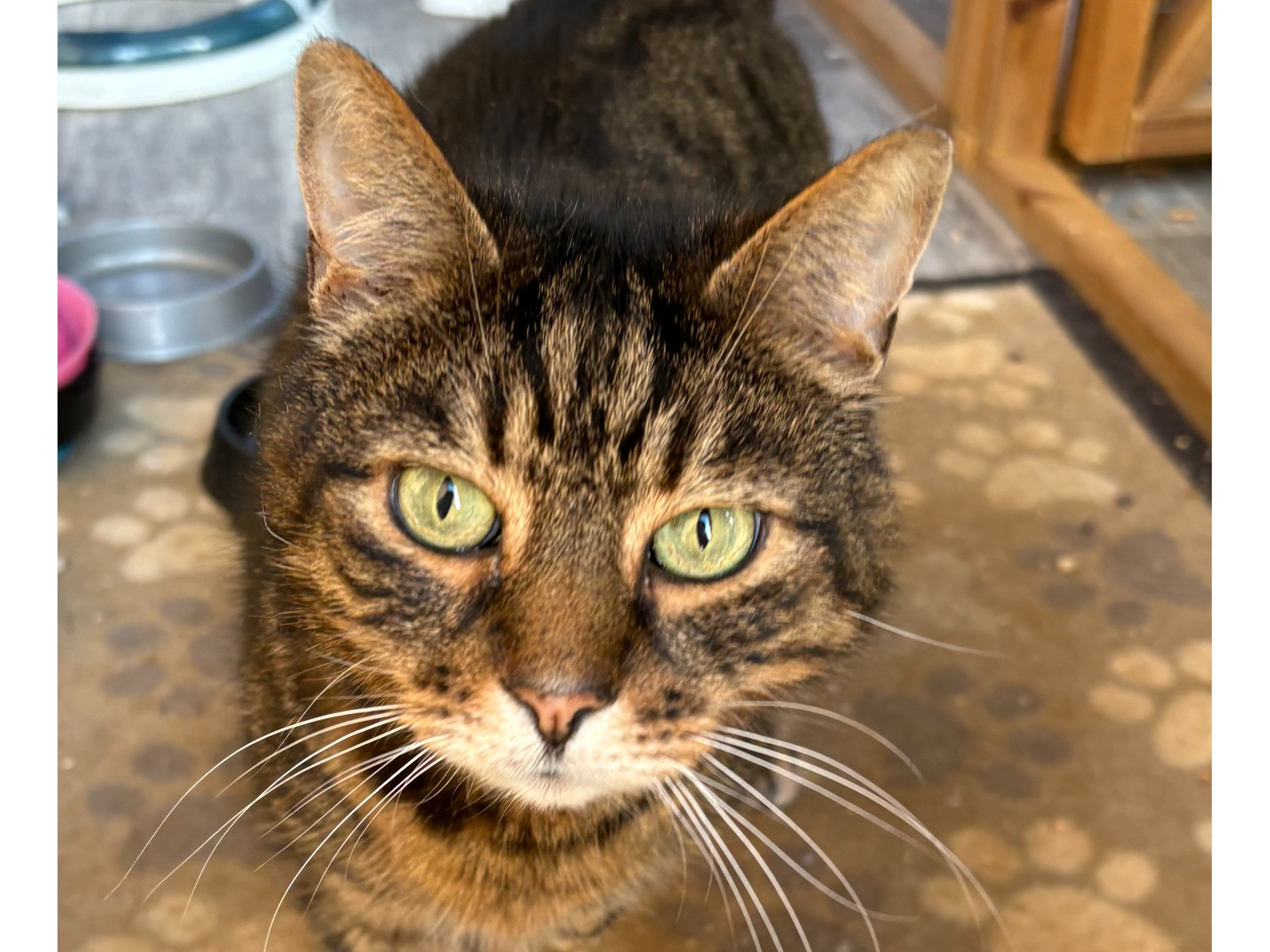 Jeff — Domestic Cat