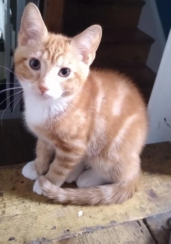 Butterscotch