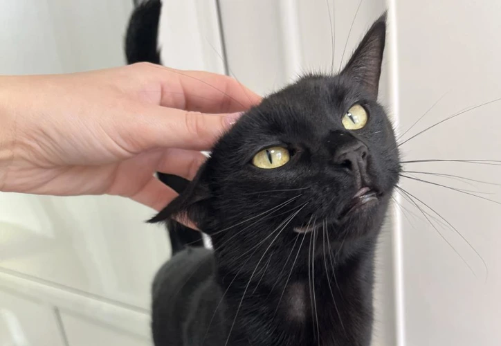 Binx