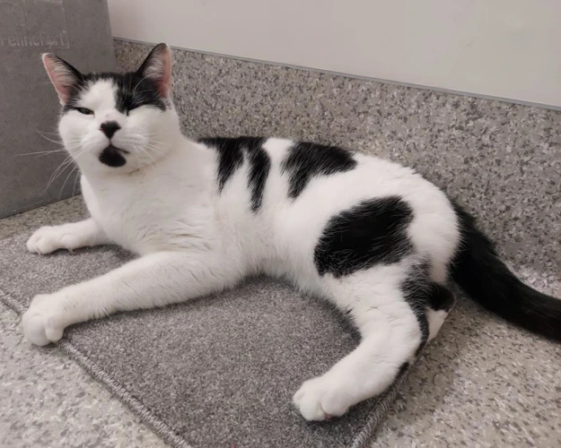 Biscuit 6 Year Old Male