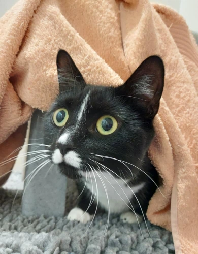 Betta 5 Year Old Female