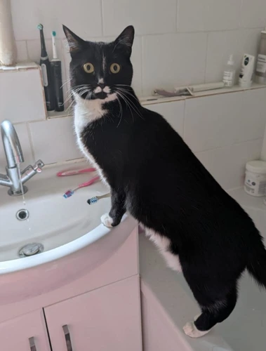 Selina 5 Year Old Female