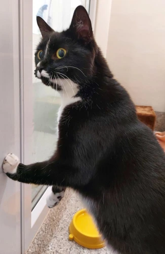 Betta 5 Year Old Female