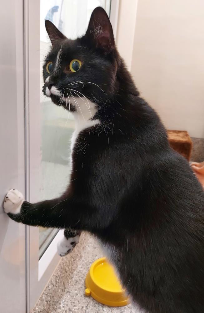 Betta 5 Year Old Female