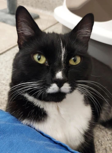 Selina 5 Year Old Female