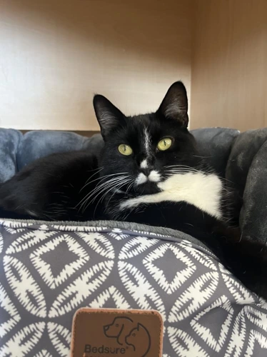 Selina 5 Year Old Female