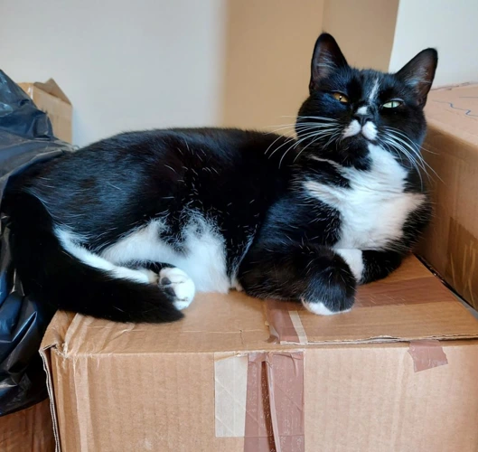 Selina 5 Year Old Female