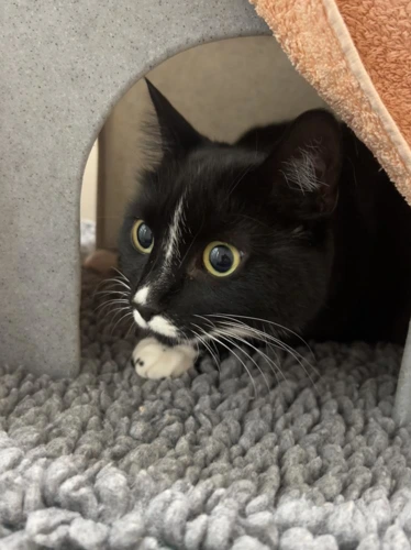 Betta 5 Year Old Female