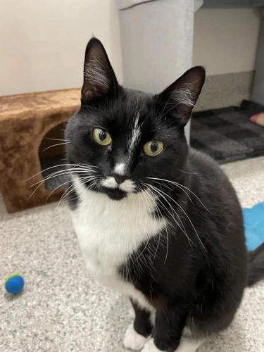 Selina 5 Year Old Female