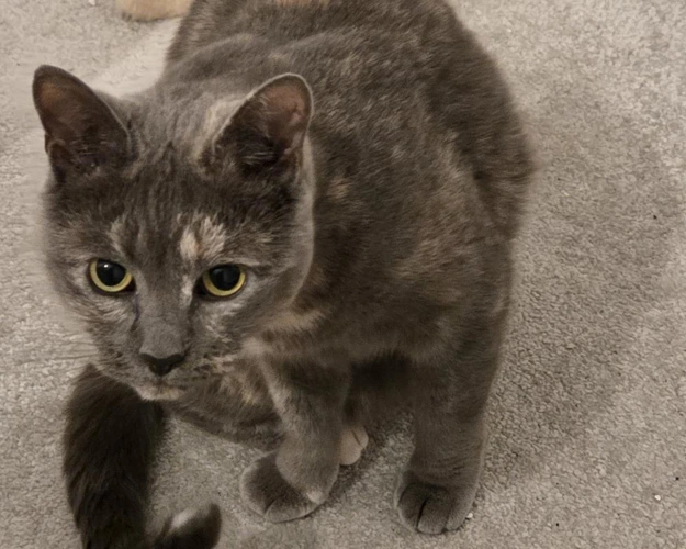 Bella
