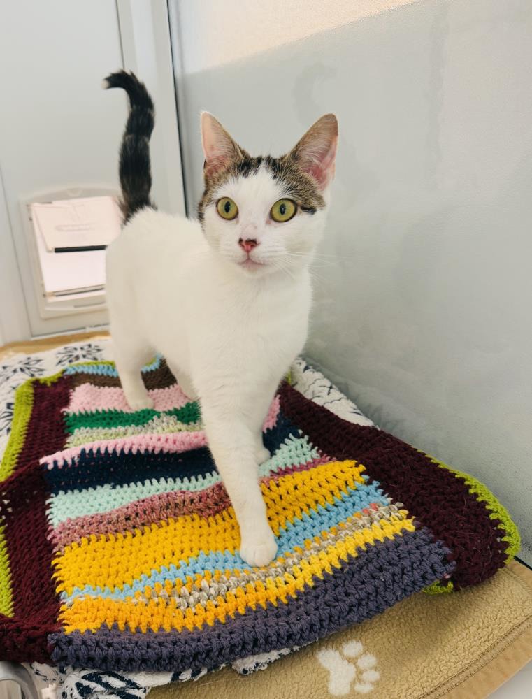 Bonnie — Domestic Cat