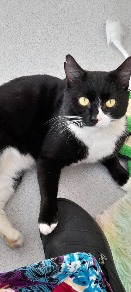 Ace — Domestic Cat