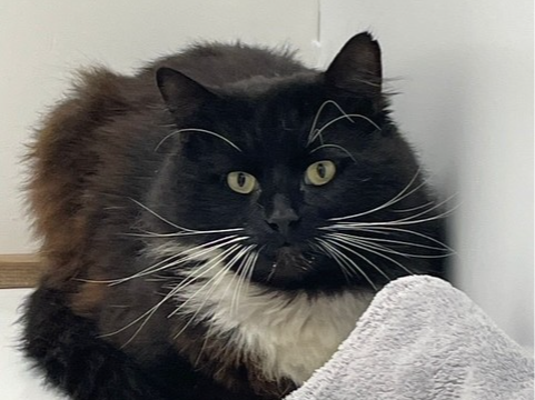 Dash — Domestic Cat