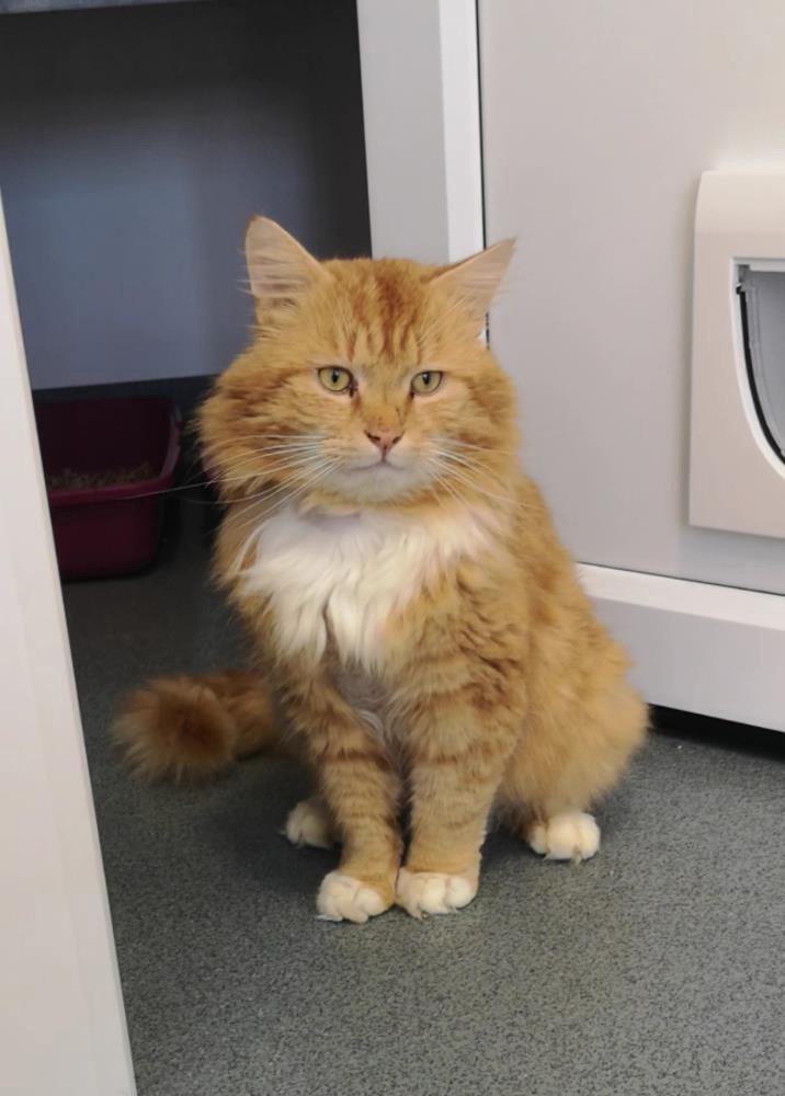 Chucky — Domestic Cat