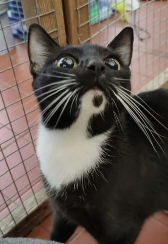 Binx