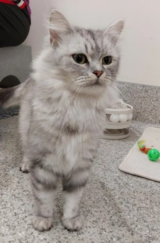 Anna  8 month old female