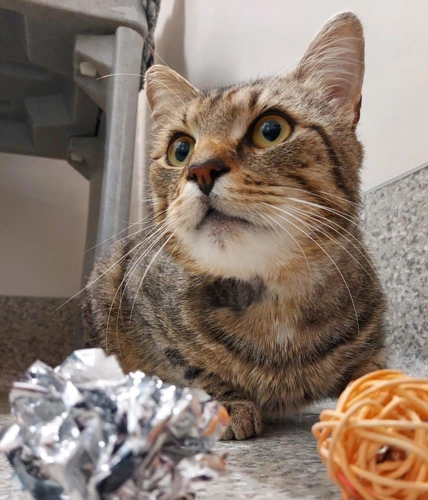 Mr Meowy 18m old male INDOOR CAT