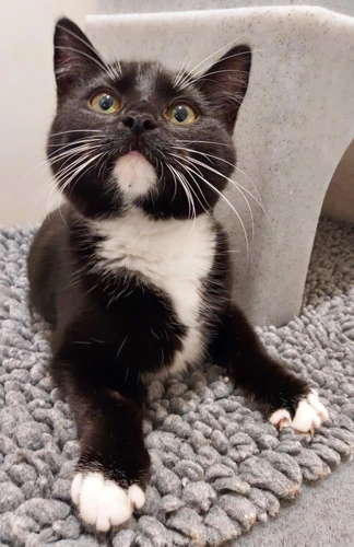 Paris 5 month old female