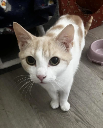 Lorenzo