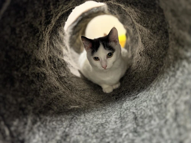 Salvatore