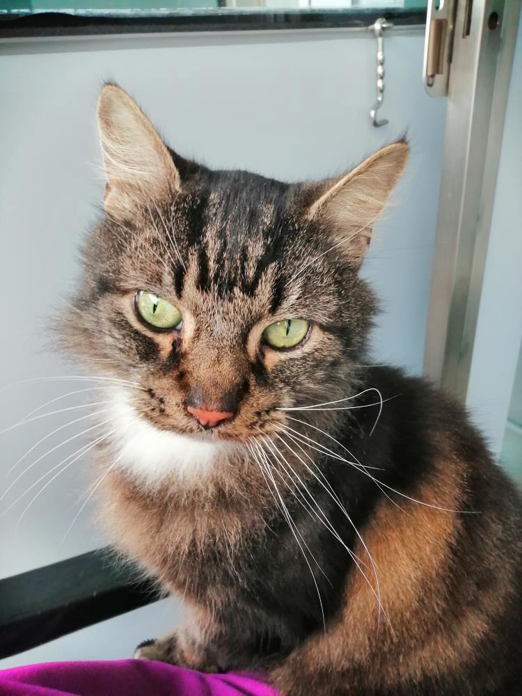 Mr Buttons — Domestic Cat