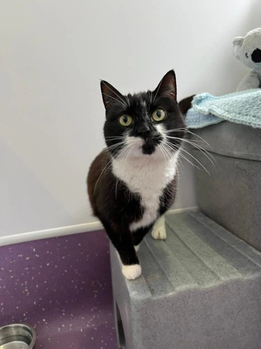 Mittens