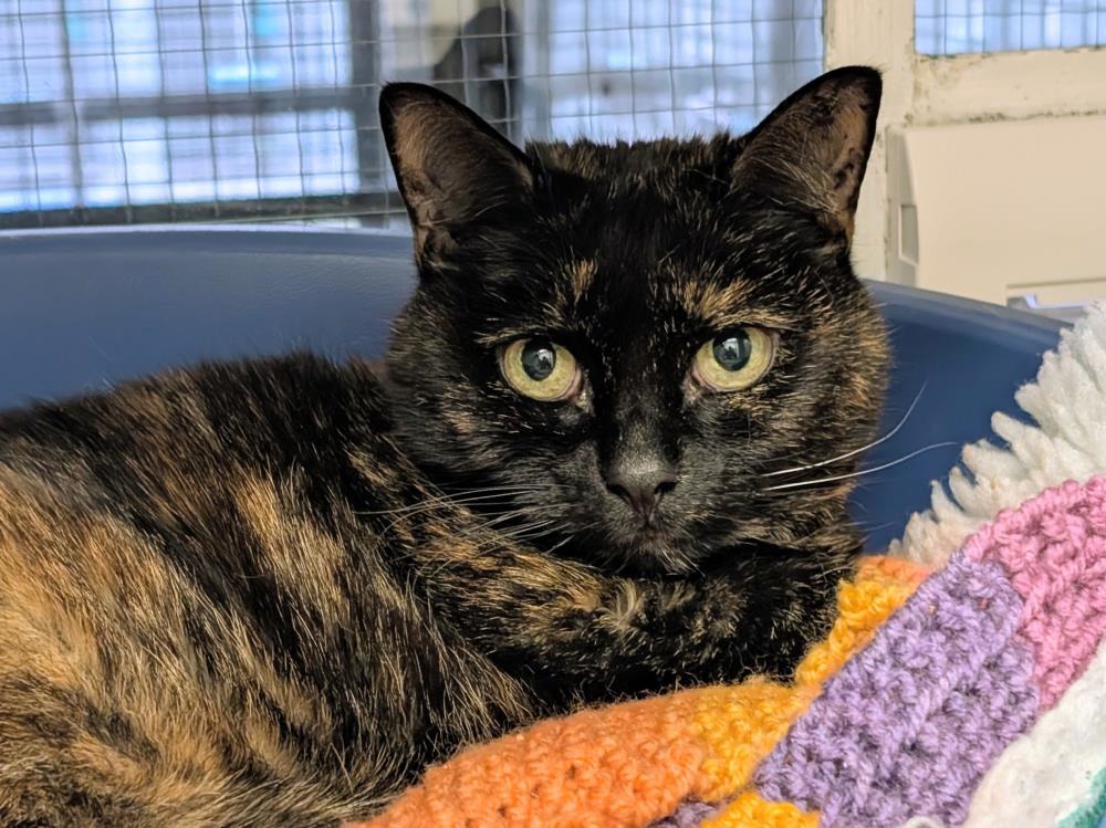 Grace — Domestic Cat