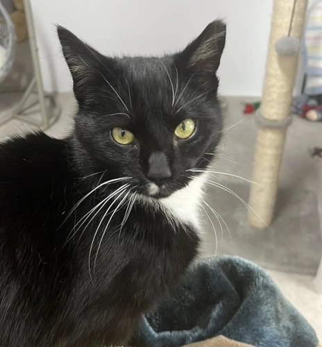 Tuxie