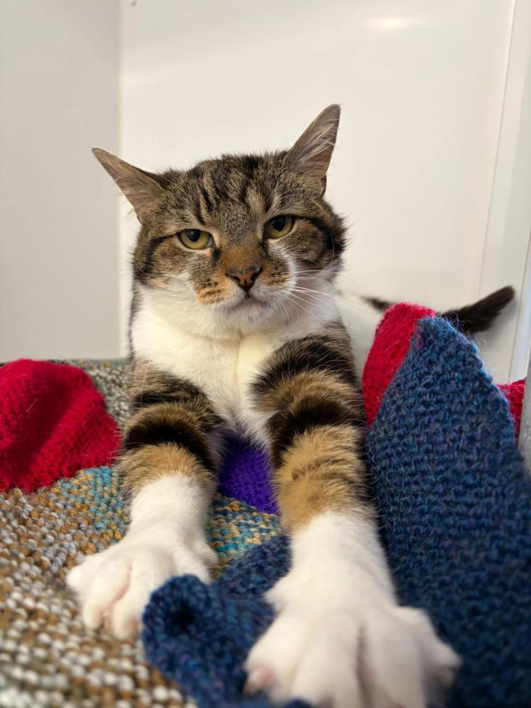 Pearl — Domestic Cat