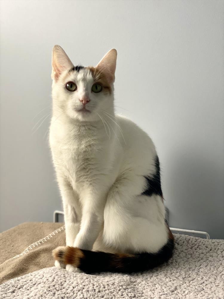 Daisy — Domestic Cat