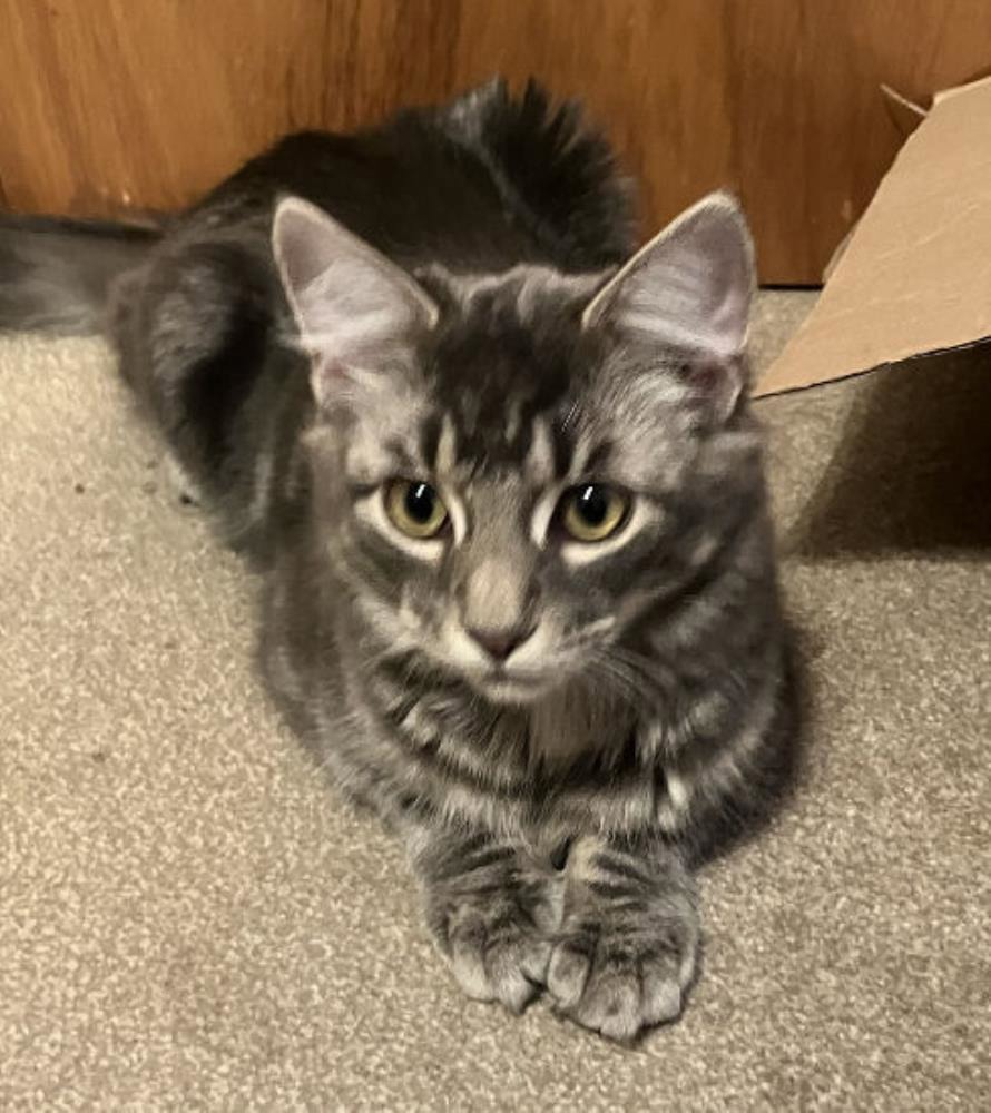 Fluffy — Domestic Cat