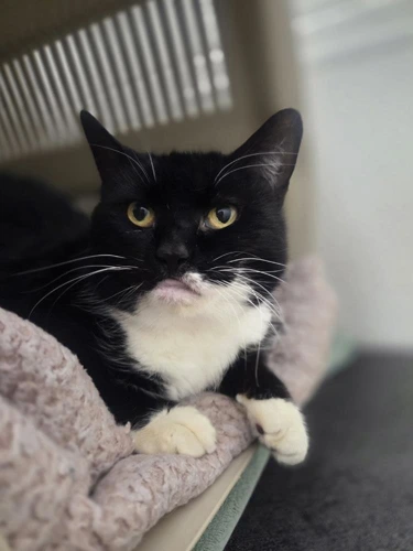 Marmalade