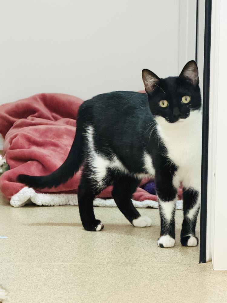 Queenie and Cleo — Domestic Cat