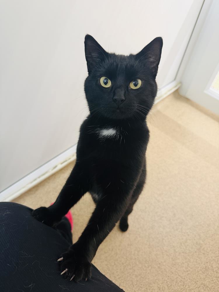 Cleo and Queenie — Domestic Cat