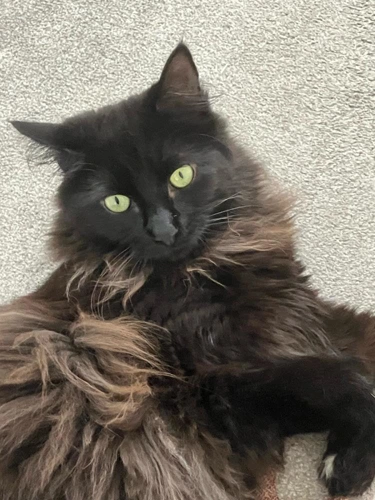 Willow