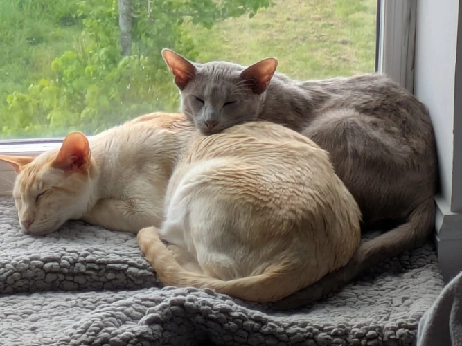 Honey & Chibee