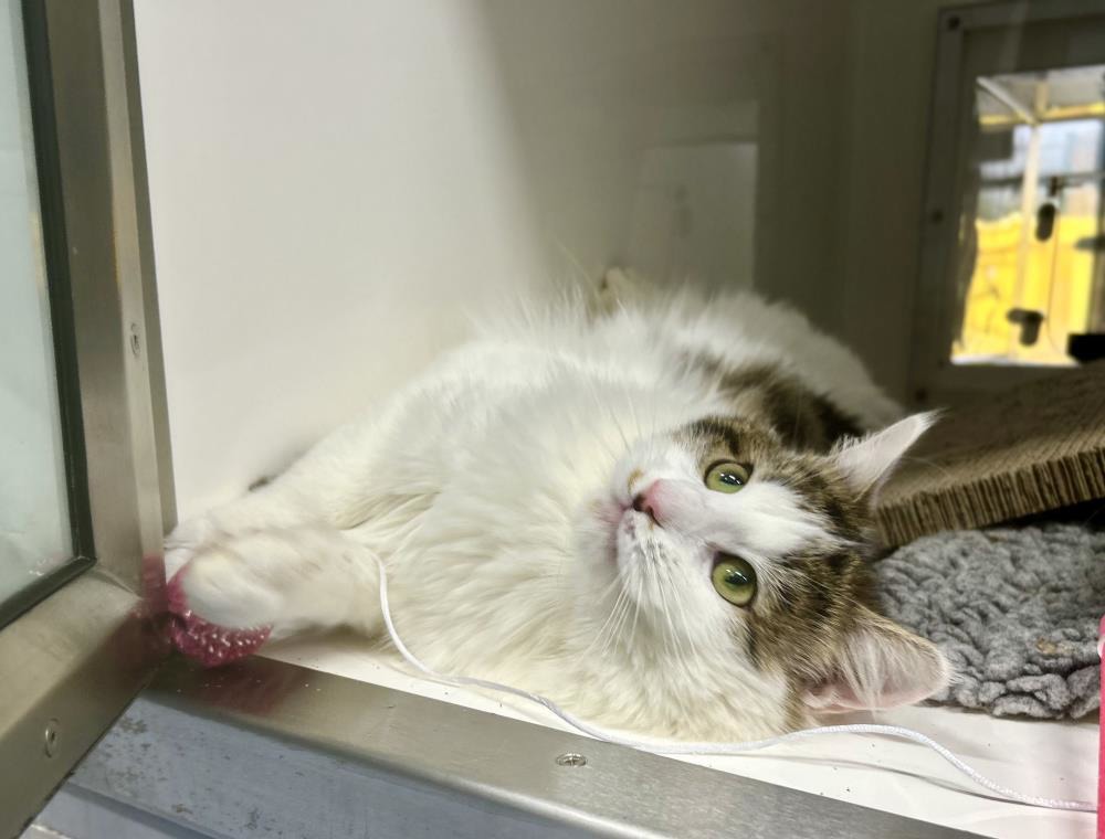 Gus — Domestic Cat