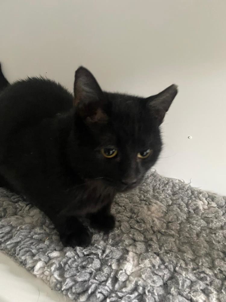 Wellington — Domestic Cat