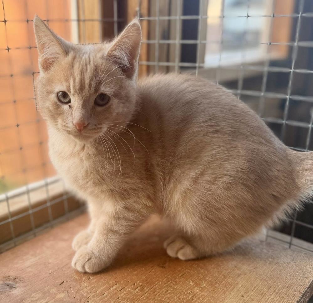 Victor — Domestic Cat