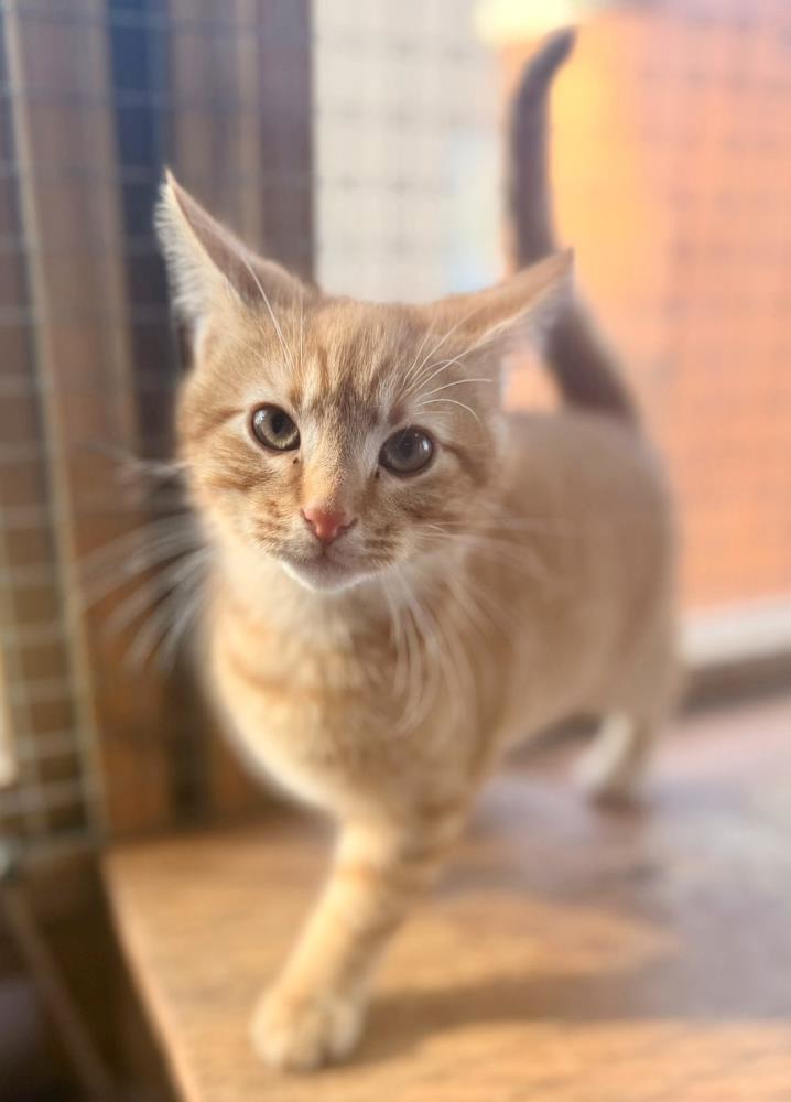 Vinny — Domestic Cat