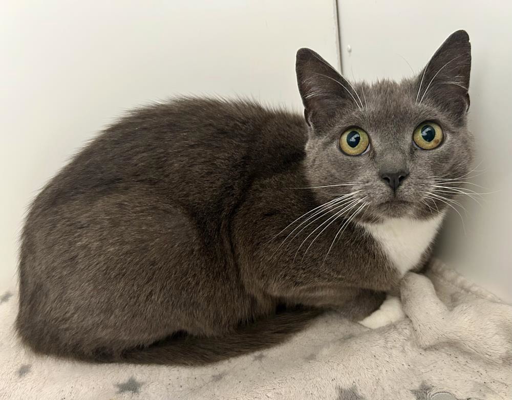 Blue — Domestic Cat