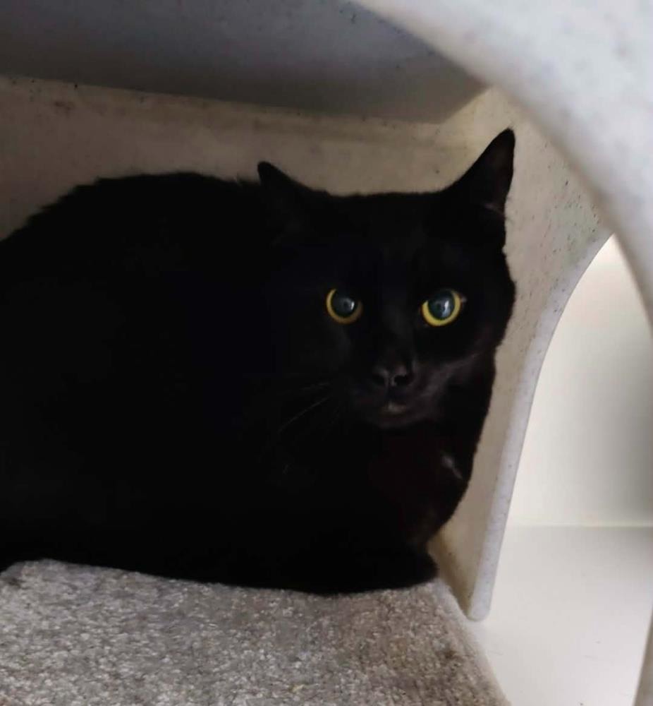 Larry — Domestic Cat