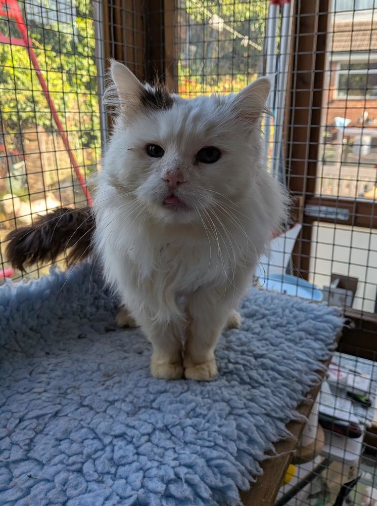 Suzie — Domestic Cat