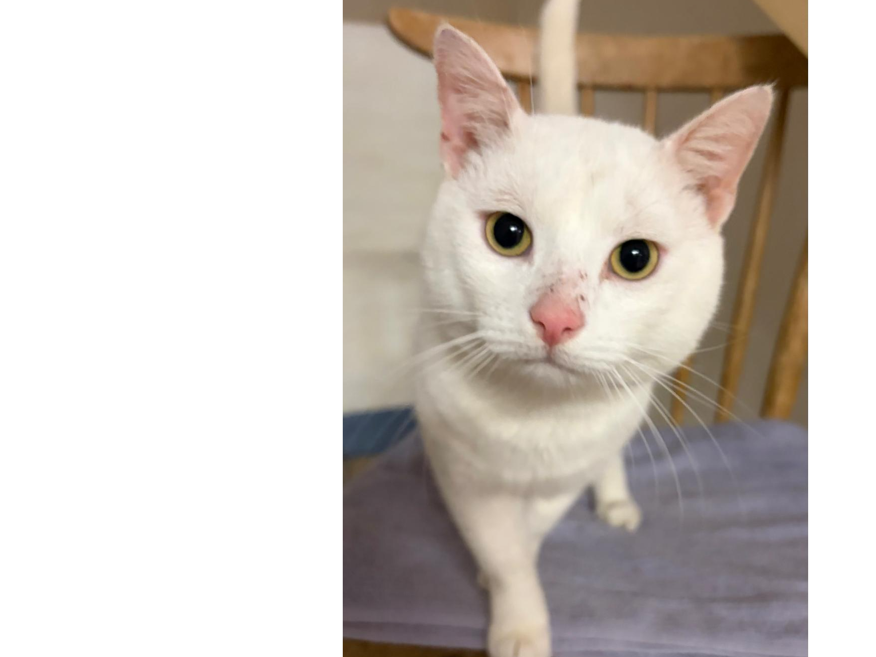 Snowy — Domestic Cat