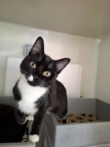 Cats Protection Herefordshire Cat Centre