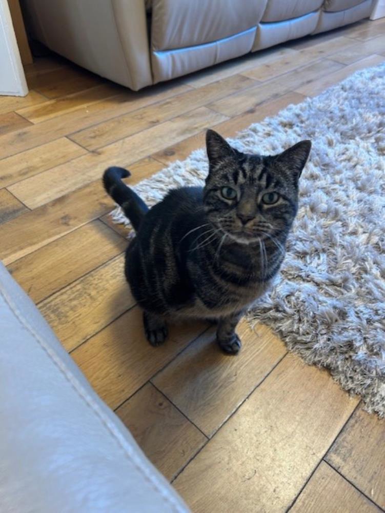 Maximus — Domestic Cat