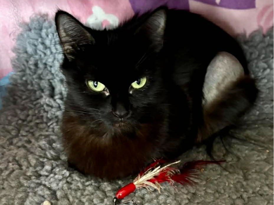 Betty — Domestic Cat