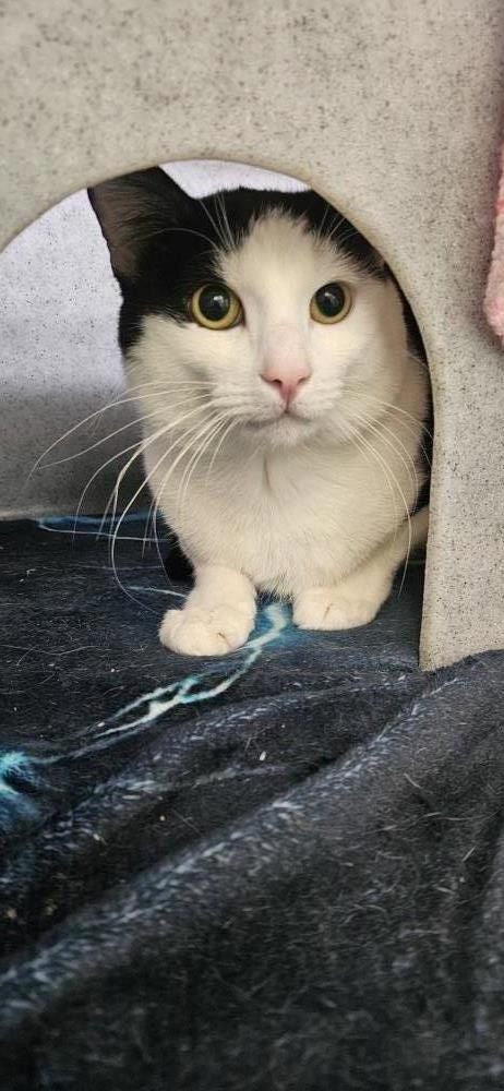 Ernest — Domestic Cat